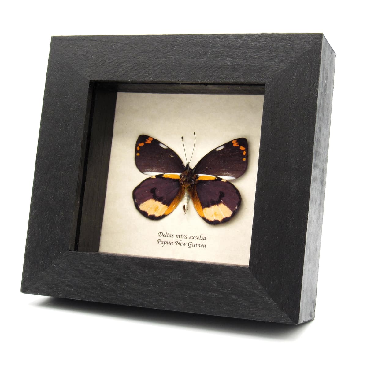 Real purple Delias butterfly framed taxidermy - Delias mira excelsa