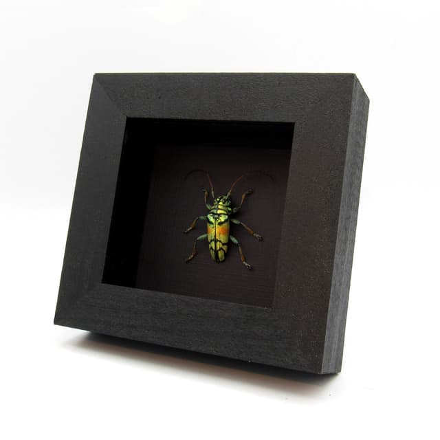 Real framed beetle taxidermy - Tmesisternis rafaelae - large female