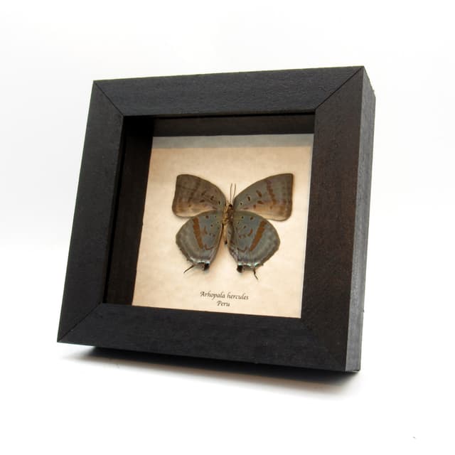 Real butterfly framed taxidermy - Arhopala hercules