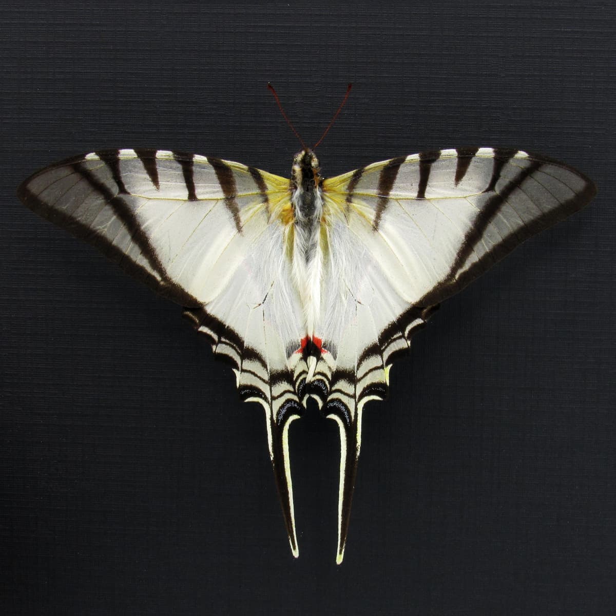 Real Zebra Swallowtail butterfly framed taxidermy - Eurytides protesilaus - Victorian mount