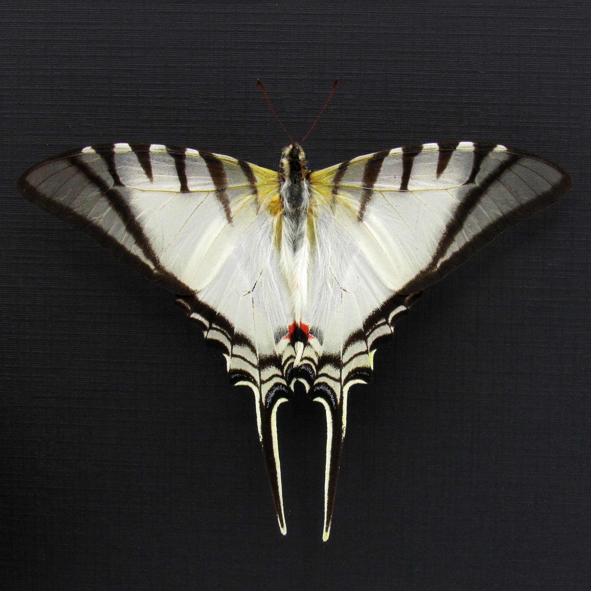 Real Zebra Swallowtail butterfly framed taxidermy - Eurytides protesilaus - Victorian mount