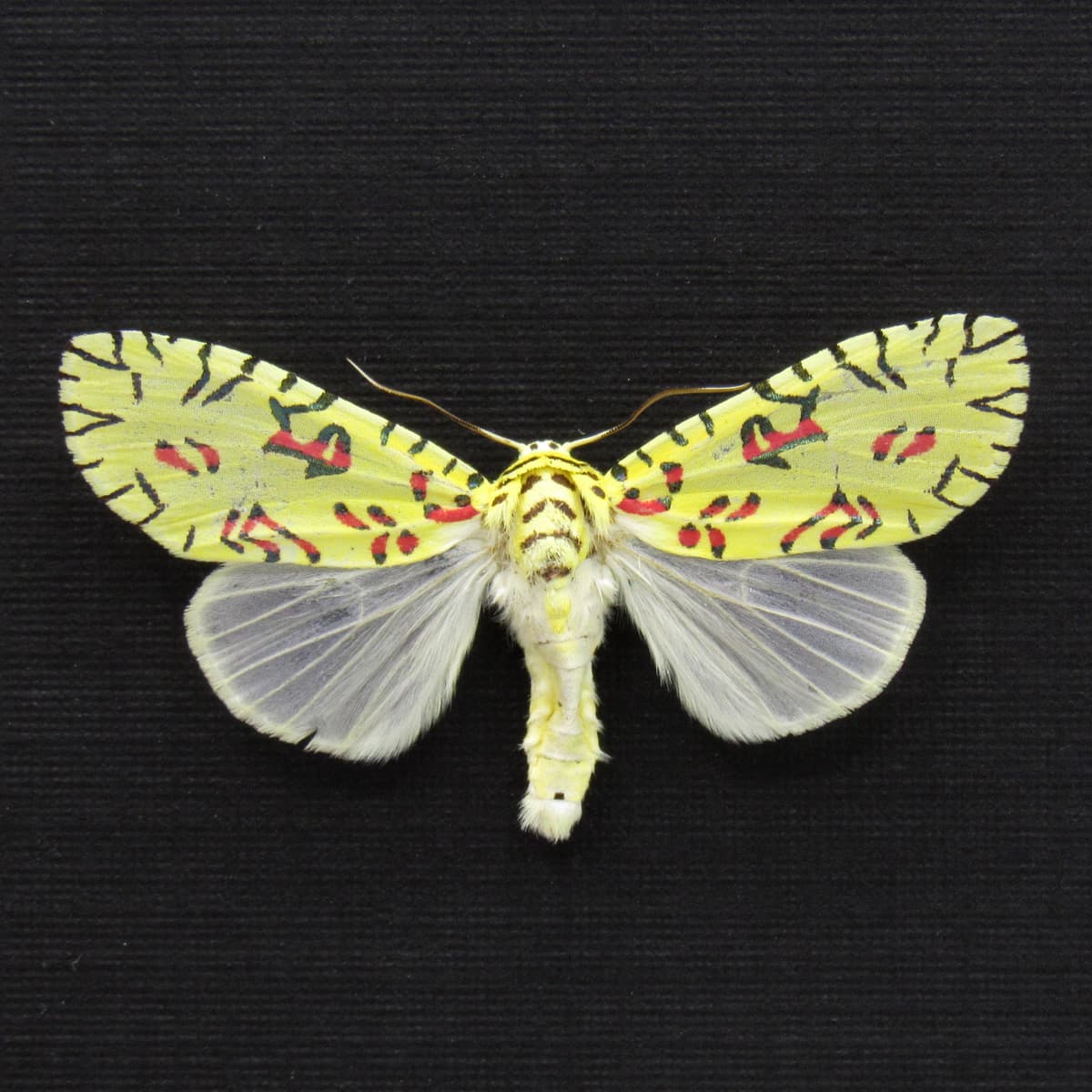 Rare tiny Pikachu moth framed taxidermy - Mazuca strigicincta - female