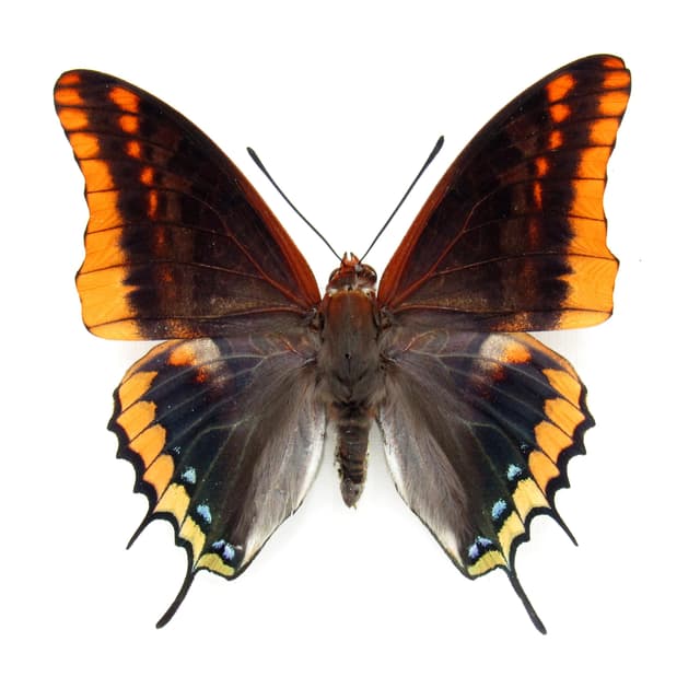 Rare Two-tailed Pasha butterfly framed taxidermy - Charaxes jasius septentrionalis