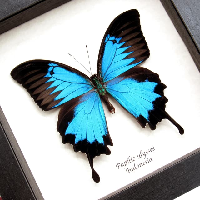 Real XL iridescent Blue Ulysses butterfly framed taxidermy - Papilio ulysses
