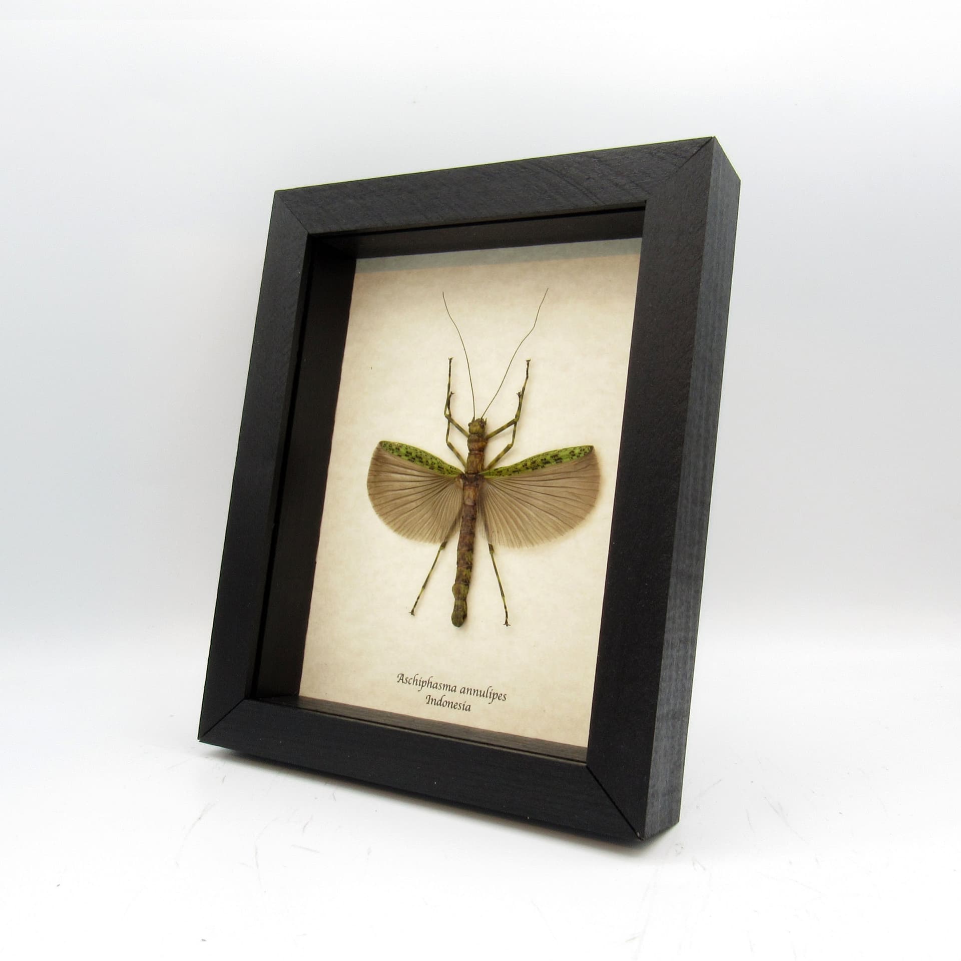 Soothing green stick bug framed taxidermy - Aschiphasma annulipes - large female