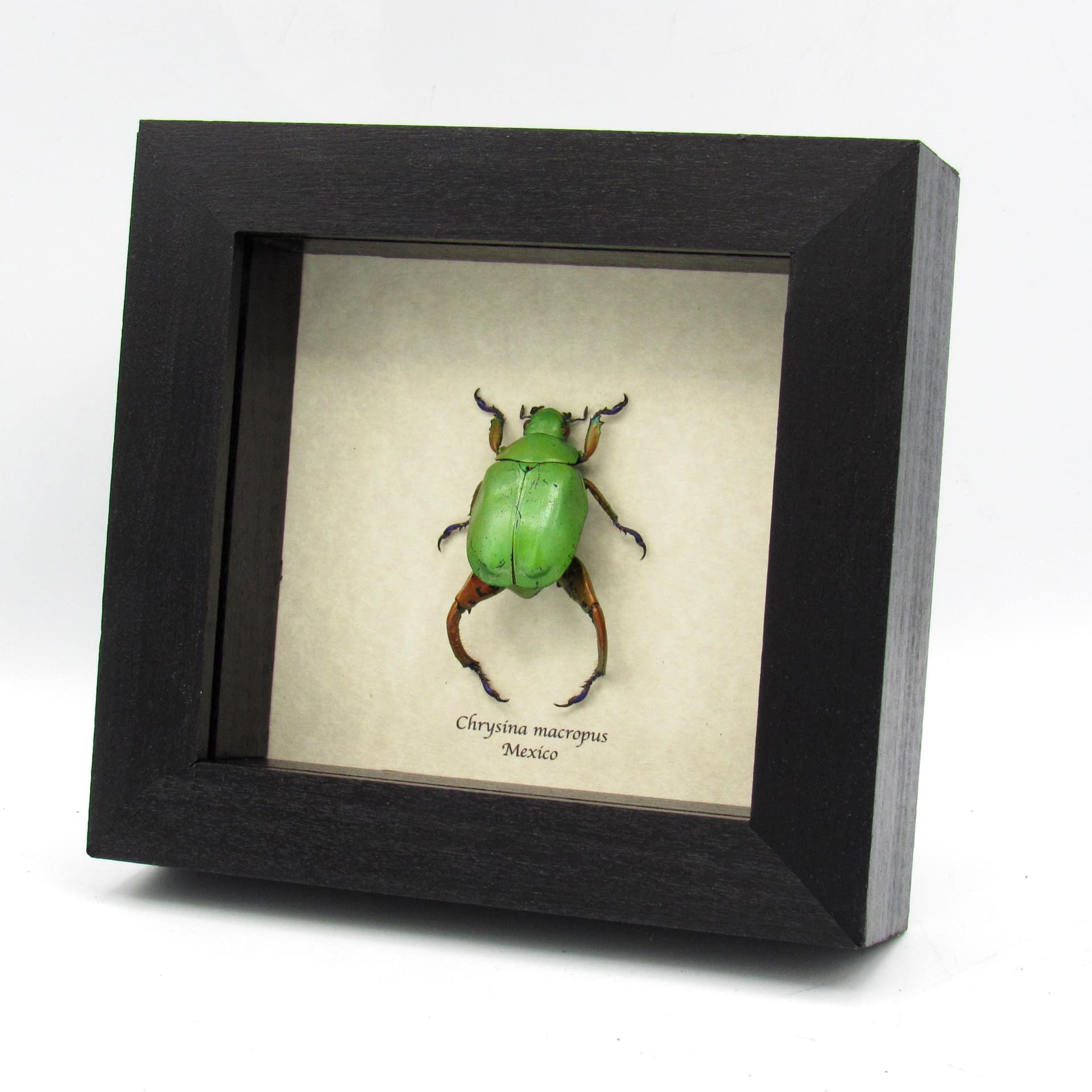 Real Rainbow legged Scarab beetle framed taxidermy - Chrysina macropus