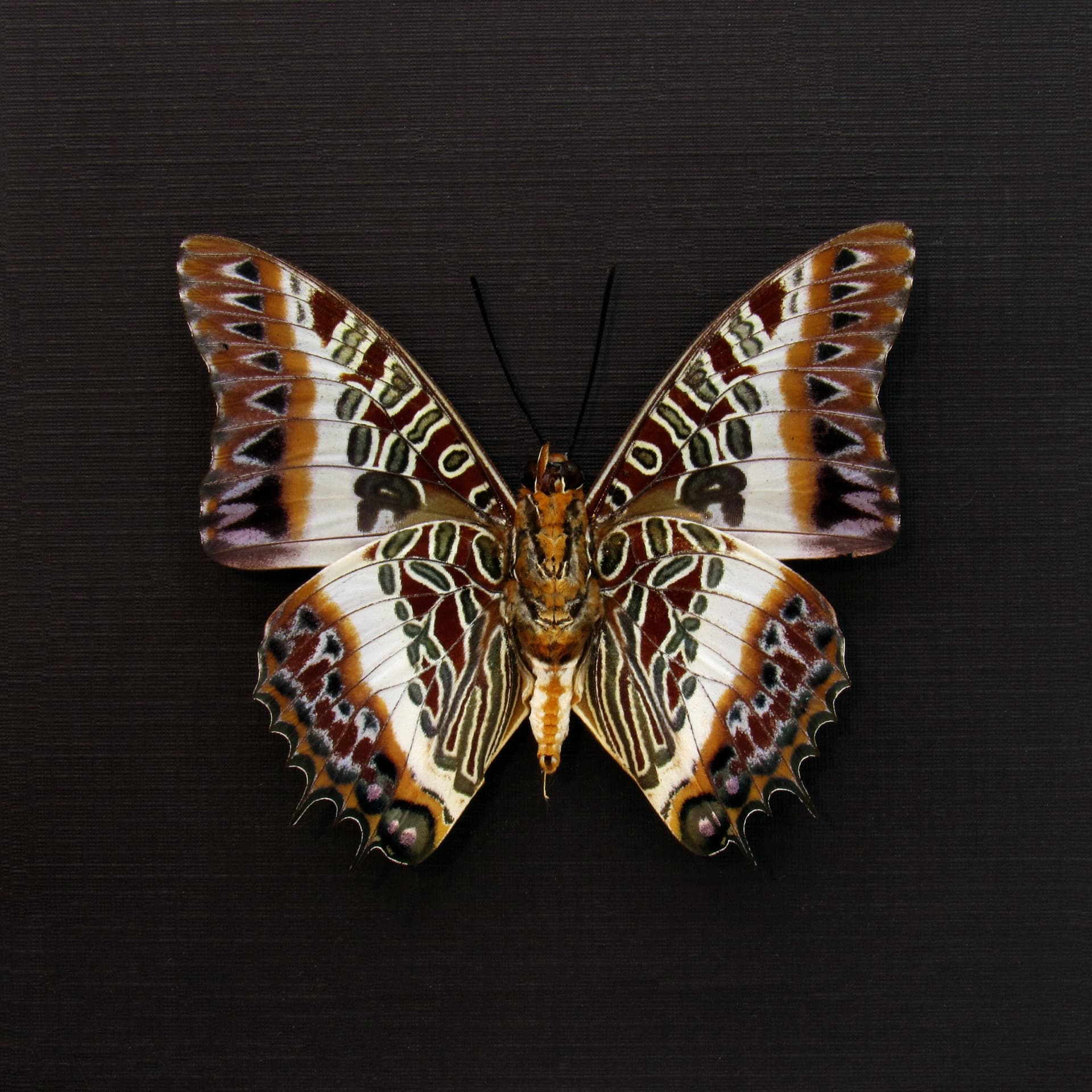 Real White-barred Emperor butterfly framed taxidermy - Charaxes brutus