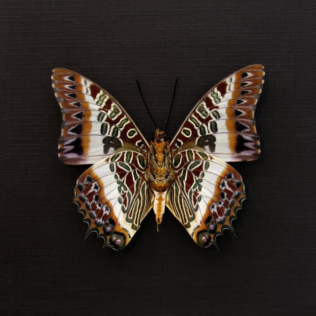 Real White-barred Emperor butterfly framed taxidermy - Charaxes brutus