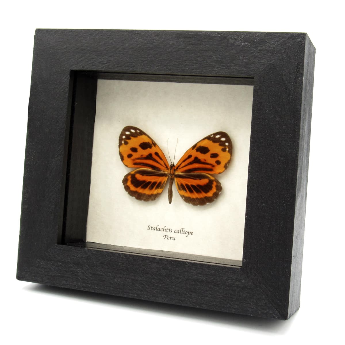 Real orange Longwing Mimic butterfly taxidermy - Stalachtis calliope