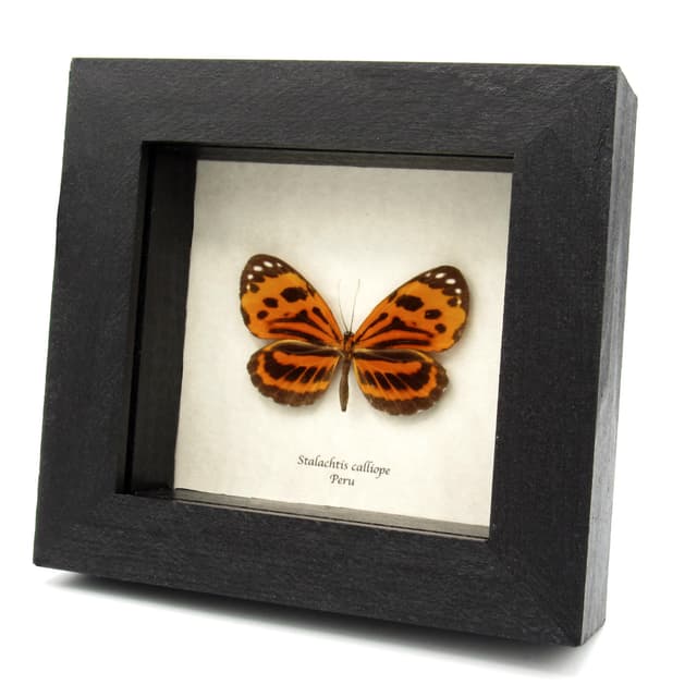 Real orange Longwing Mimic butterfly taxidermy - Stalachtis calliope
