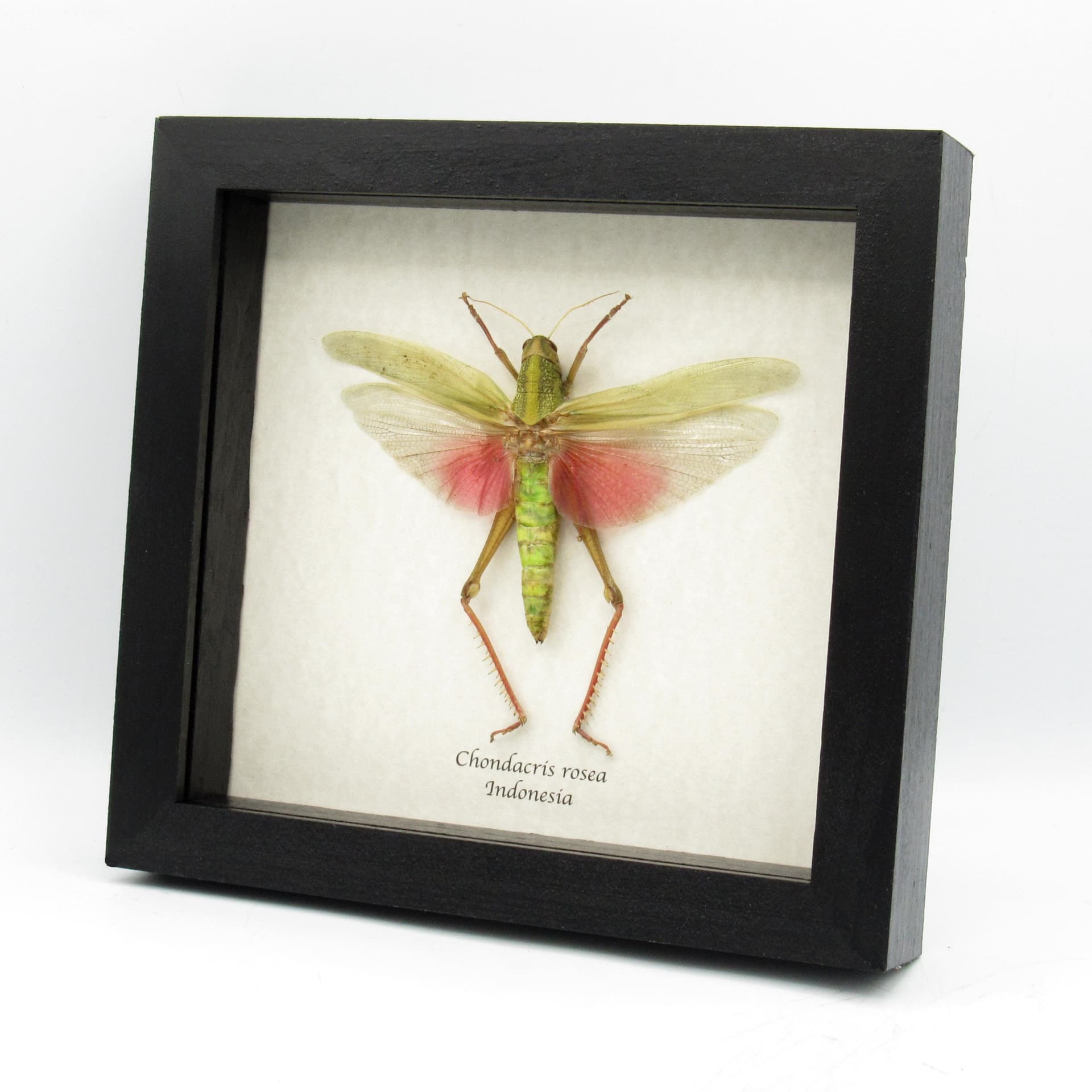 Real giant pink grasshopper framed taxidermy - Chondacris rosea - female