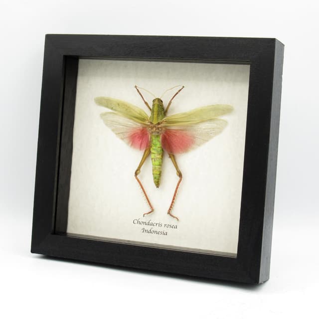 Real giant pink grasshopper framed taxidermy - Chondacris rosea - female