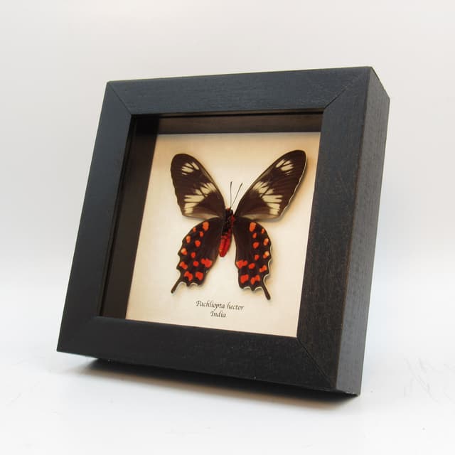 Rare red butterfly framed taxidermy - Pachliopta hector (female)