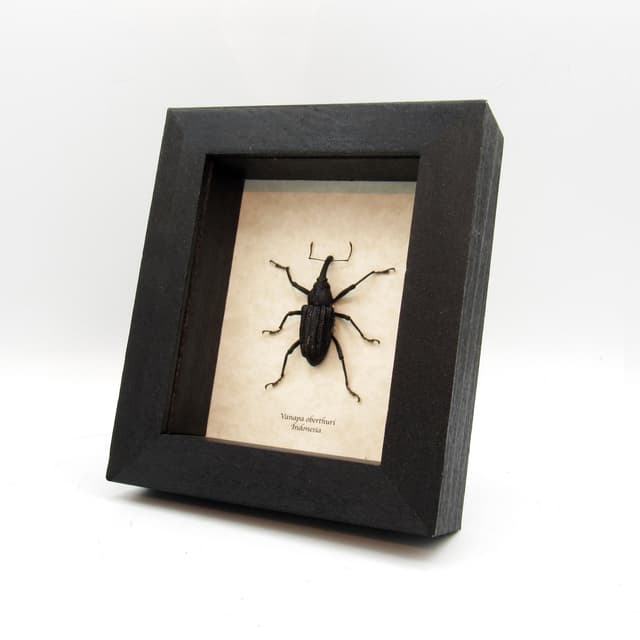 Real large Hoop Pine Weevil beetle framed taxidermy - Vanapa oberthuri
