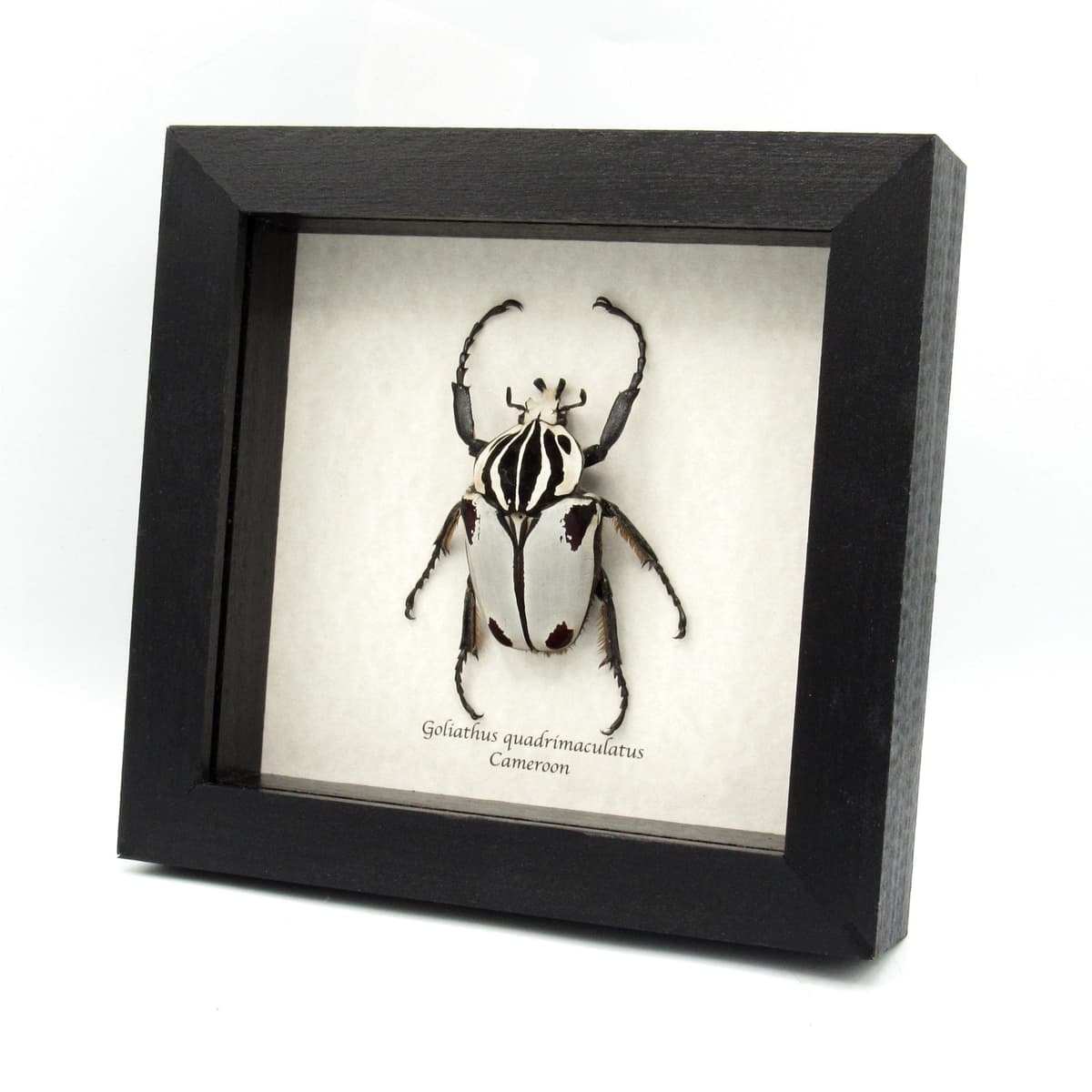 Rare Goliath beetle framed specimen - Goliathus quadrimaculatus - pristine