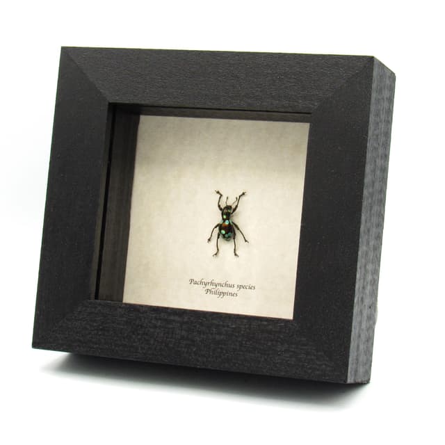 WEEVIL MANIA - Real beetle framed taxidermy - Pachyrhynchus species