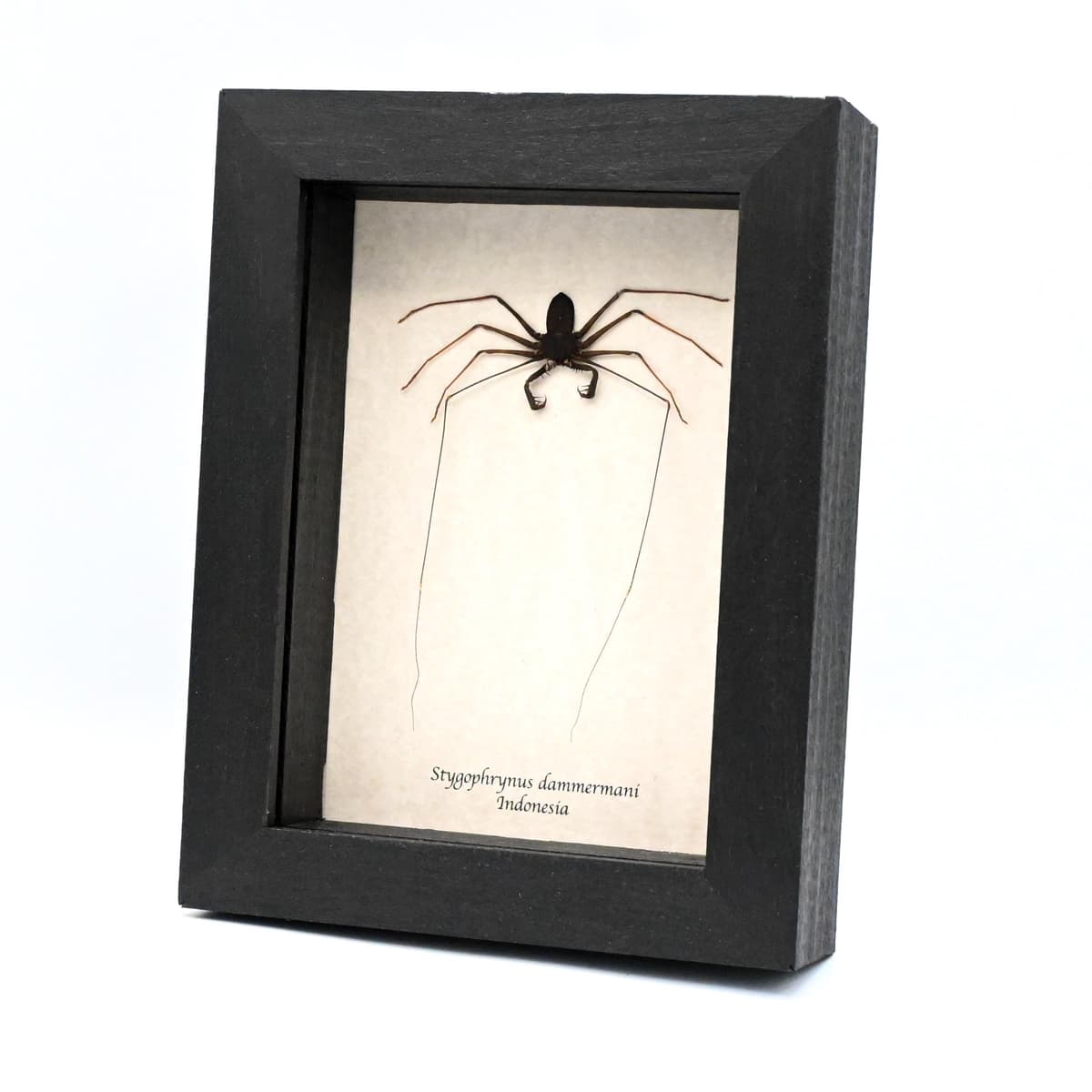 Real Giant Whip Scorpion framed taxidermy - Stygophrynus dammermani