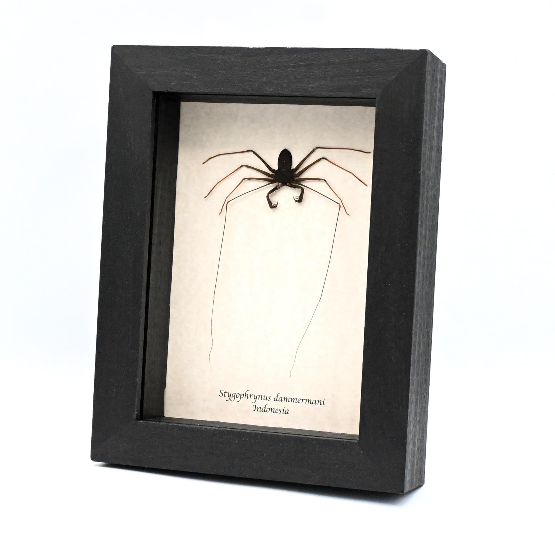 Real Giant Whip Scorpion framed taxidermy - Stygophrynus dammermani