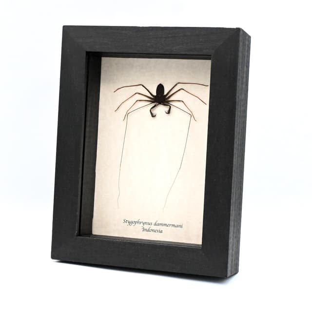 Real Giant Whip Scorpion framed taxidermy - Stygophrynus dammermani