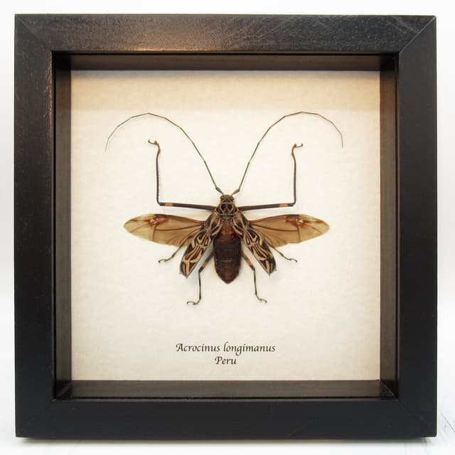 Real Harlequin beetle framed taxidermy - Acrocinus longimanus