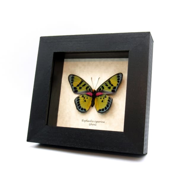 Rare fuchsia True Forester butterfly framed taxidermy - Euphaedra cyparissa - female - minor damage
