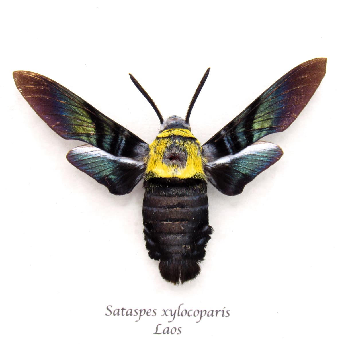 Rare Eastern Carpenter-bee Hawkmoth framed taxidermy - Sataspes xylocoparis - female