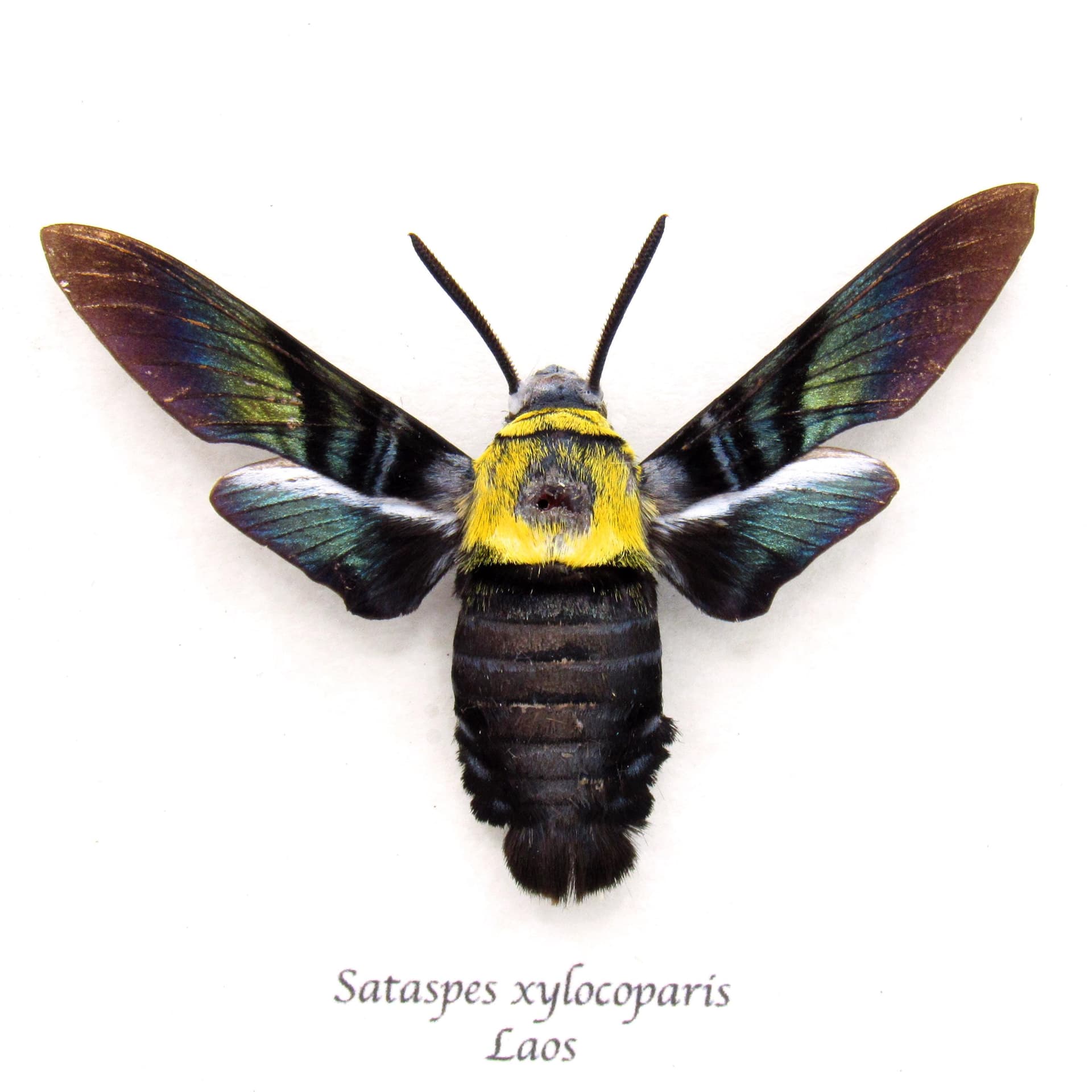 Rare Eastern Carpenter-bee Hawkmoth framed taxidermy - Sataspes xylocoparis - female