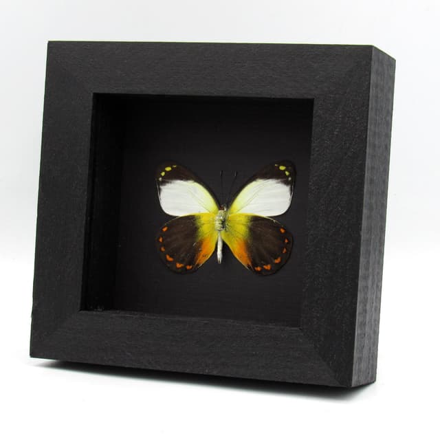 Real yellow Delias butterfly framed taxidermy - Delias isse echo