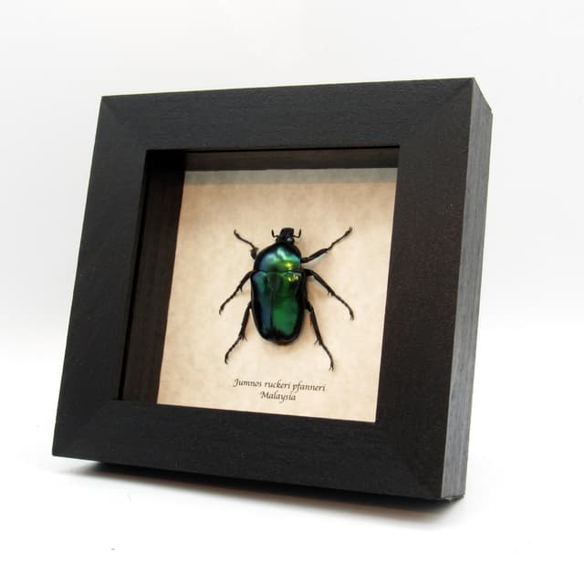 Rare metallic green flower beetle framed taxidermy - Jumnos ruckeri pfanneri - female