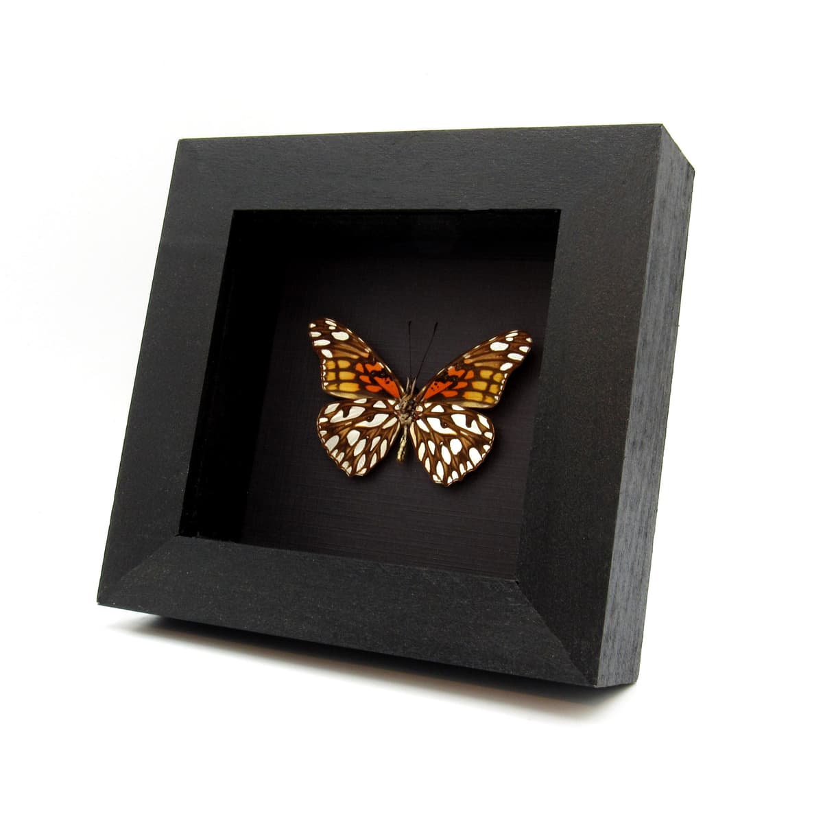 Real metallic silver butterfly framed taxidermy - Dione moneta