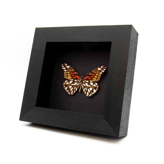 Real metallic silver butterfly framed taxidermy - Dione moneta