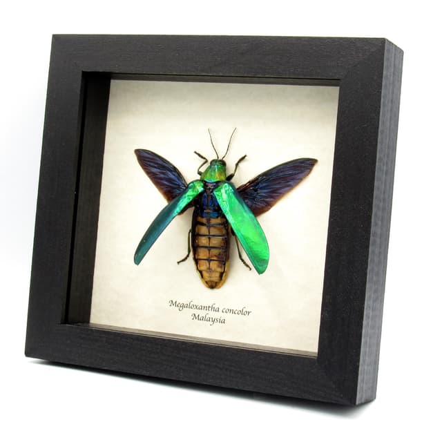 Rare Giant Jewel beetle framed taxidermy - Megaloxantha concolor