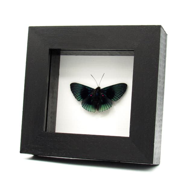 Real pink and black butterfly framed taxidermy - Lyropteryx apollonia - Victorian mount