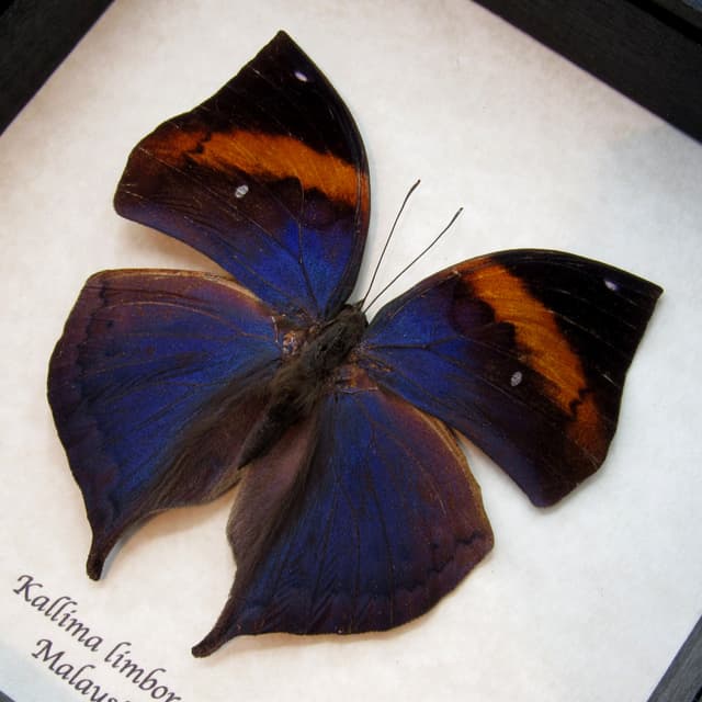 Rare Blue Leaf butterfly taxidermy - Kallima limborgii
