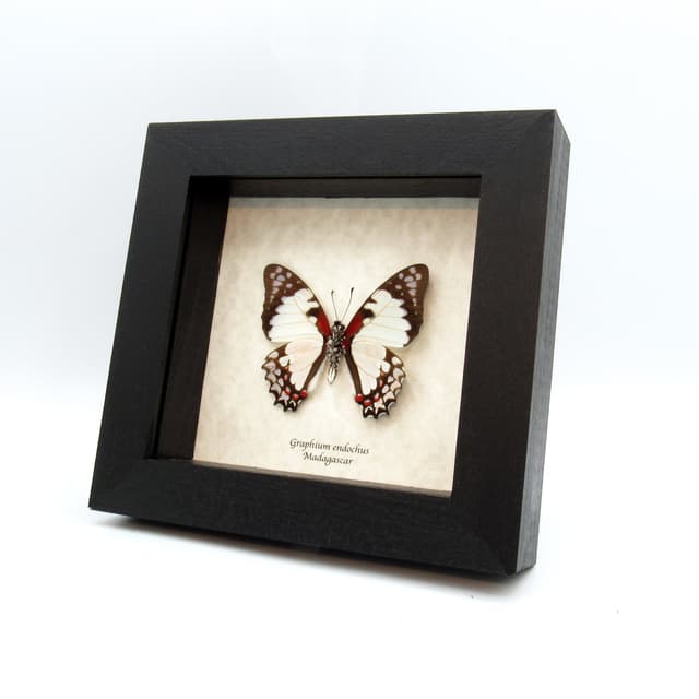 Real pale pink butterfly framed taxidermy - Graphium endochus