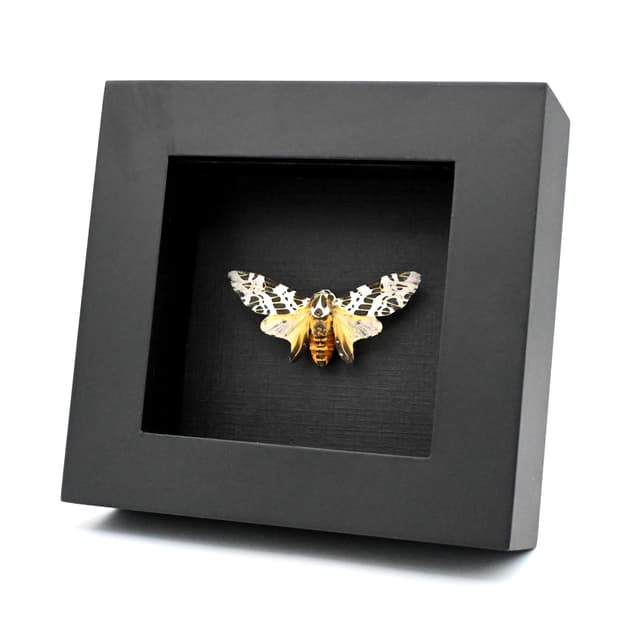 Real Leopard moth framed taxidermy - Hypercompe laeta
