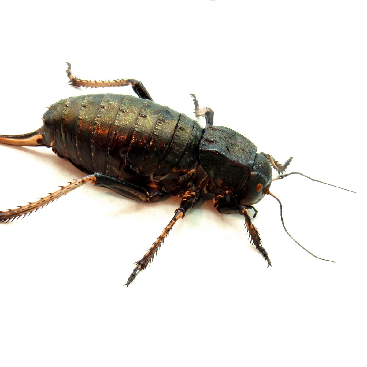 Rare Giant Bronze Bush Cricket framed taxidermy - Bradyporus dasypus - large female