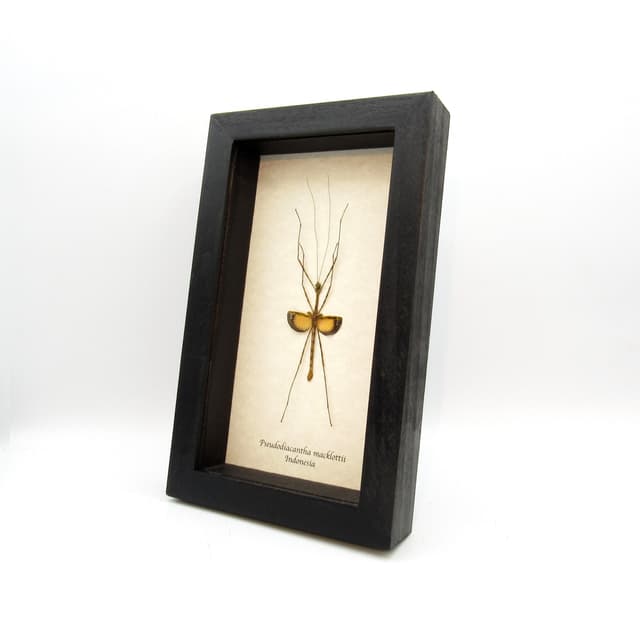 Real Javanese Lichen Stick Insect framed taxidermy - Pseudodiacantha macklottii