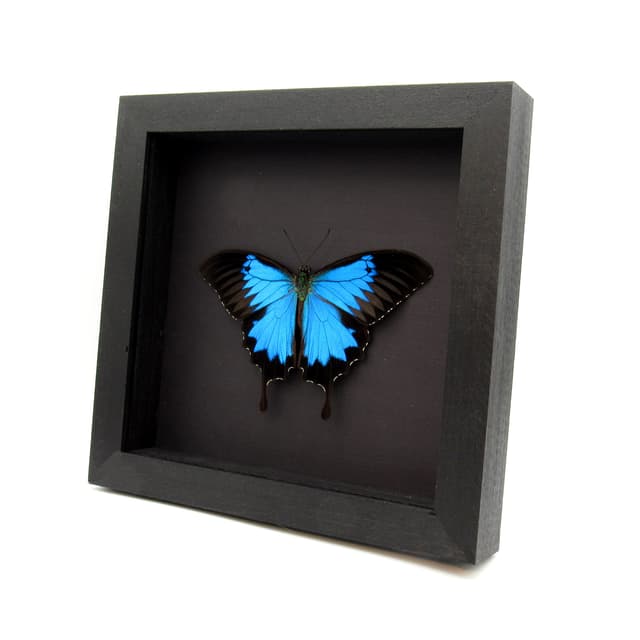 Real iridescent Blue Emperor butterfly framed taxidermy - Papilio ulysses - Victorian mount