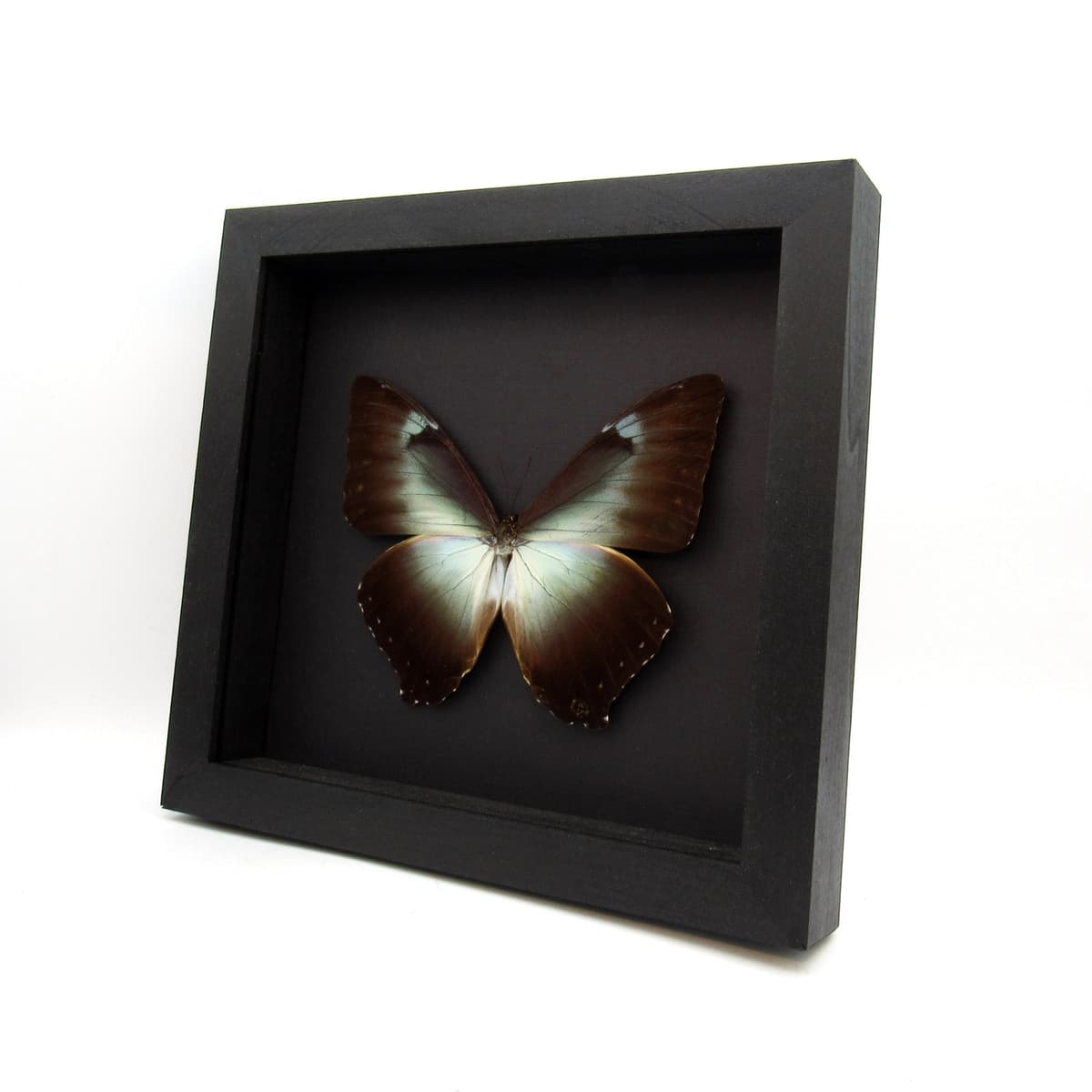 Real XL framed Morpho butterfly taxidermy - Morpho cisseis gahua