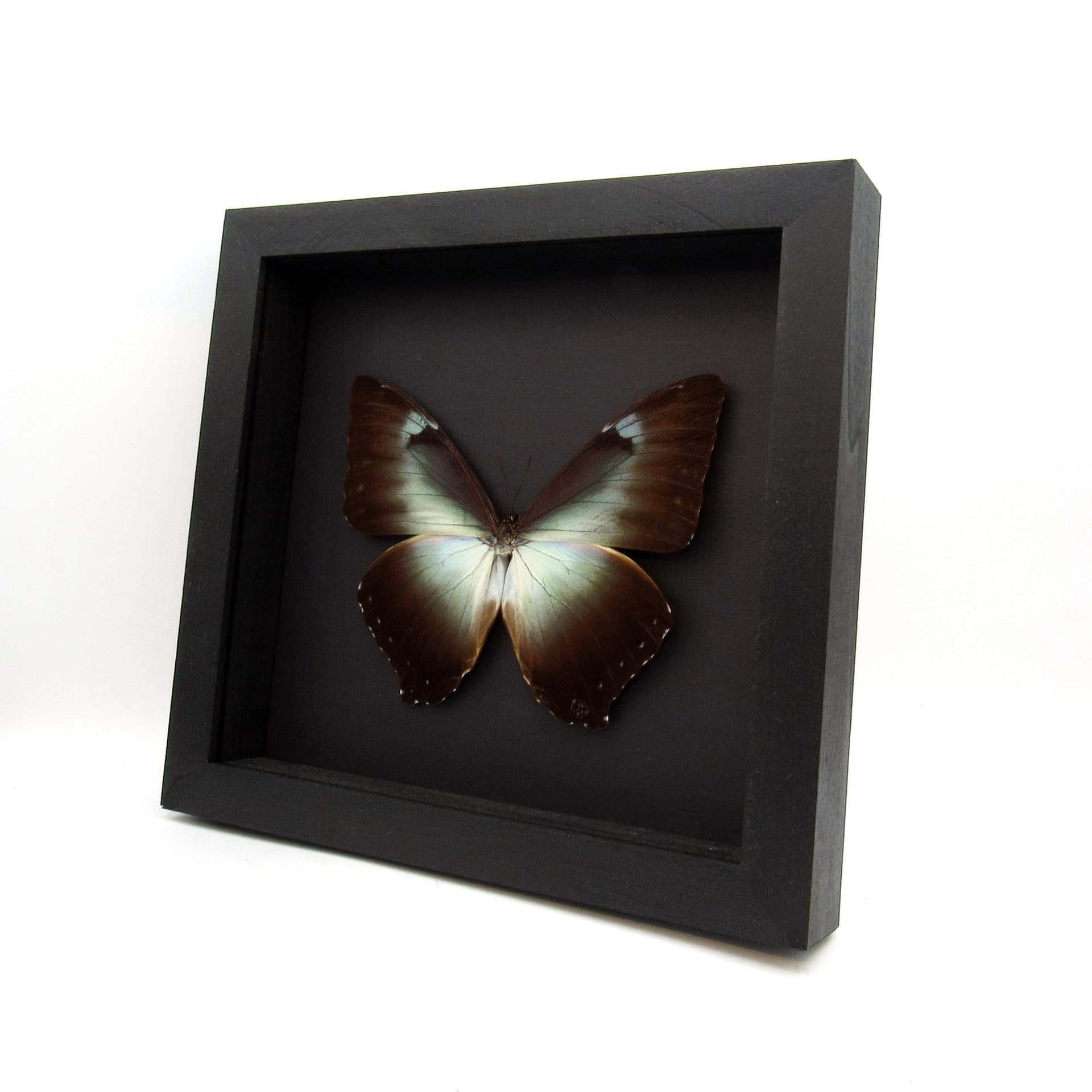 Real XL framed Morpho butterfly taxidermy - Morpho cisseis gahua