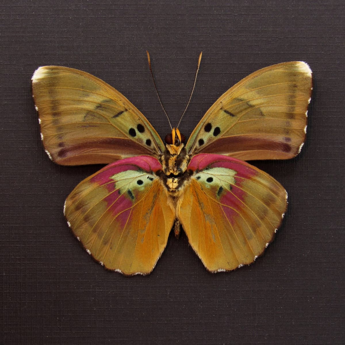 Real African Forester butterfly framed taxidermy - Euphaedra species