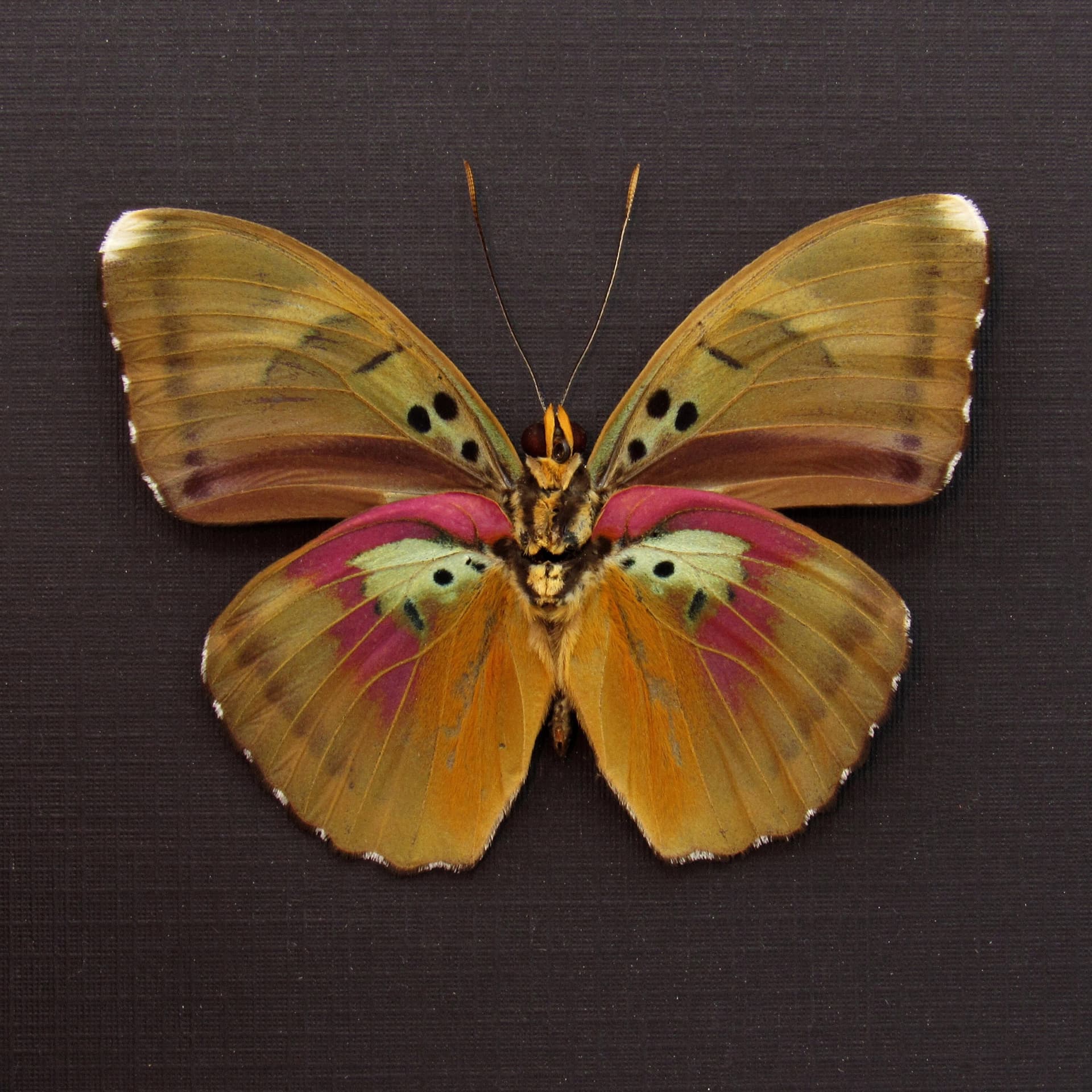 Real African Forester butterfly framed taxidermy - Euphaedra species