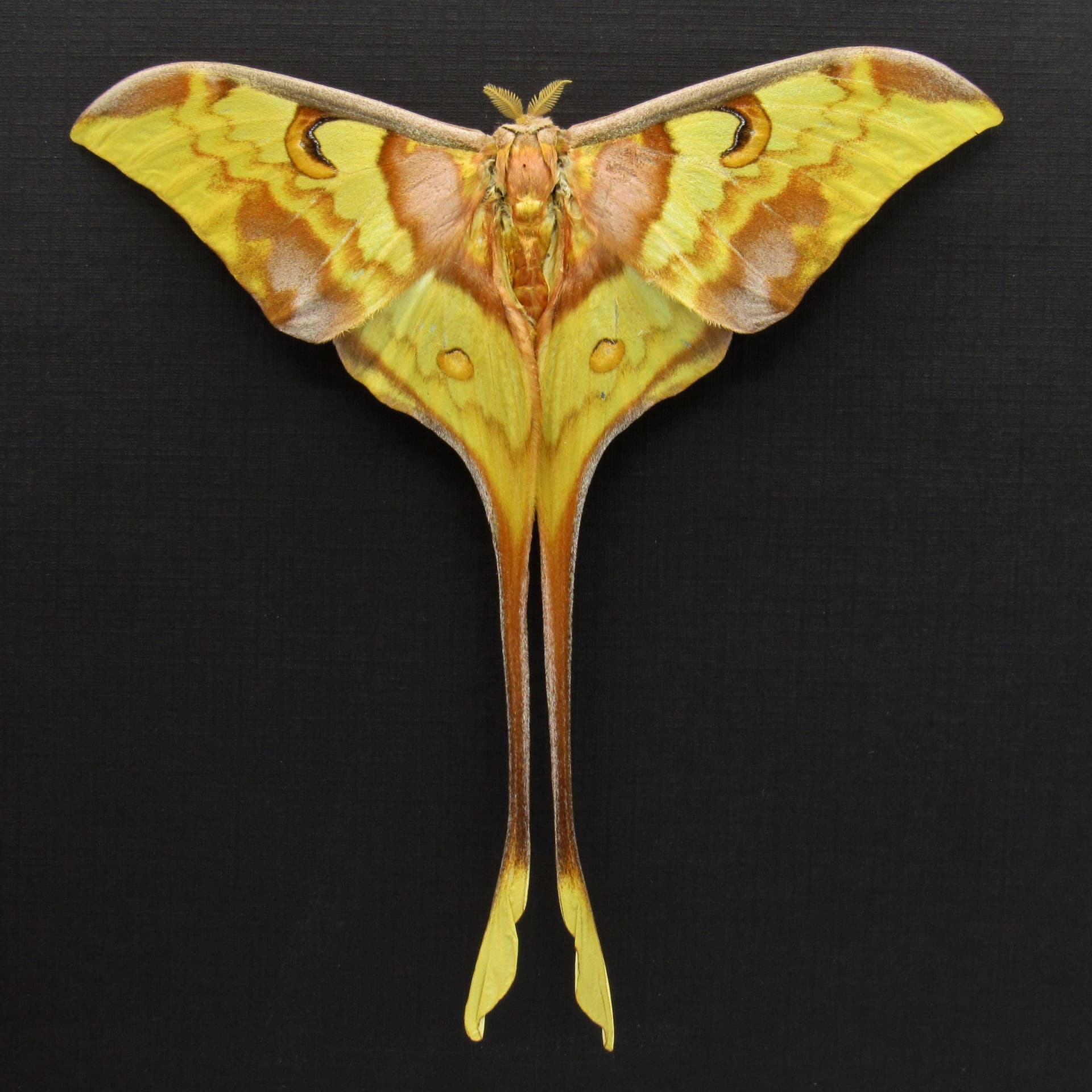 Giant Malaysian Moon moth framed taxidermy - Actias maenas - Victorian mount