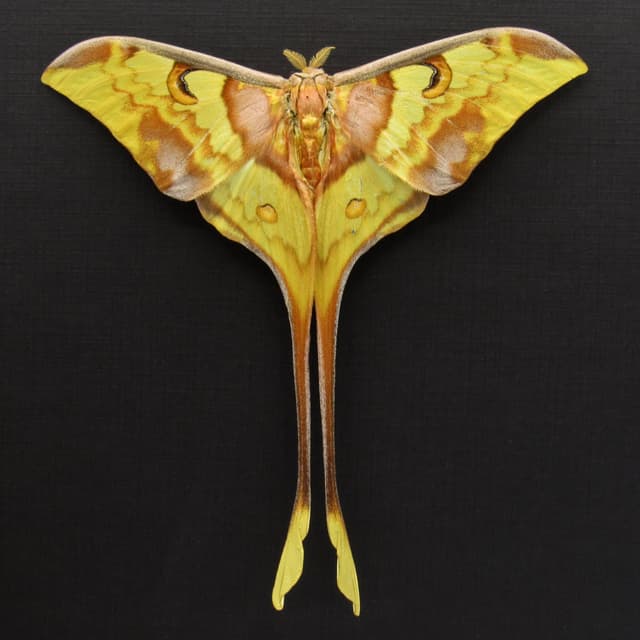 Giant Malaysian Moon moth framed taxidermy - Actias maenas - Victorian mount