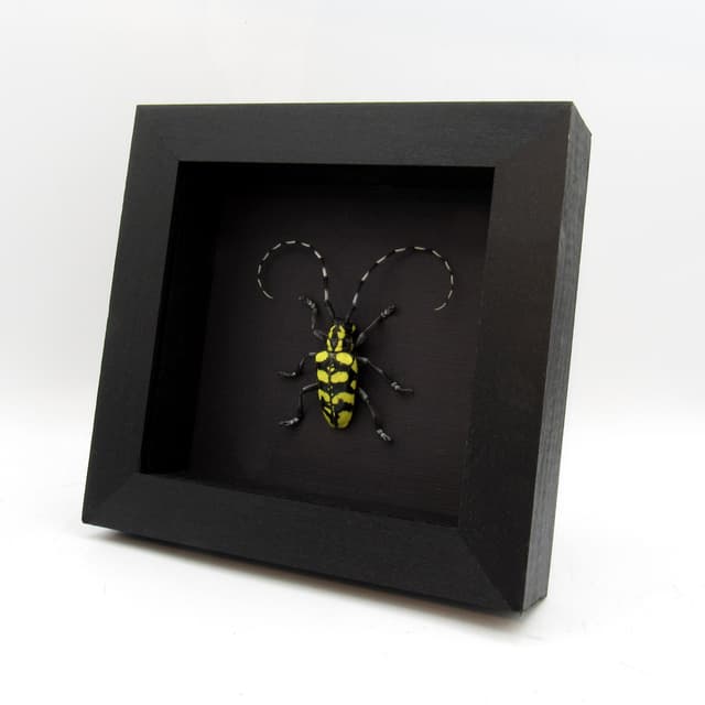 Real yellow Longhorn beetle framed taxidermy - Anoplophora horsfieldi tonkinensis