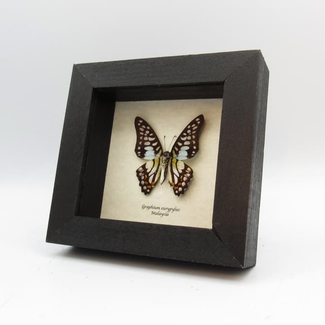 Real opalescent butterfly framed taxidermy - Graphium eurypylus