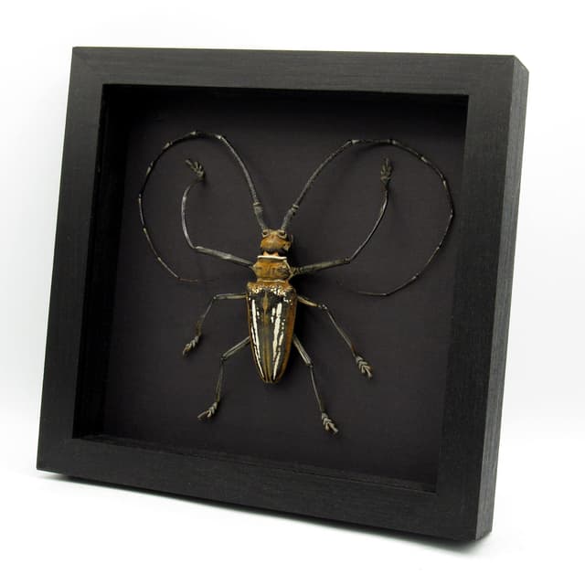 Rare XL Wallace’s Longhorn beetle framed taxidermy - Batocera wallacei