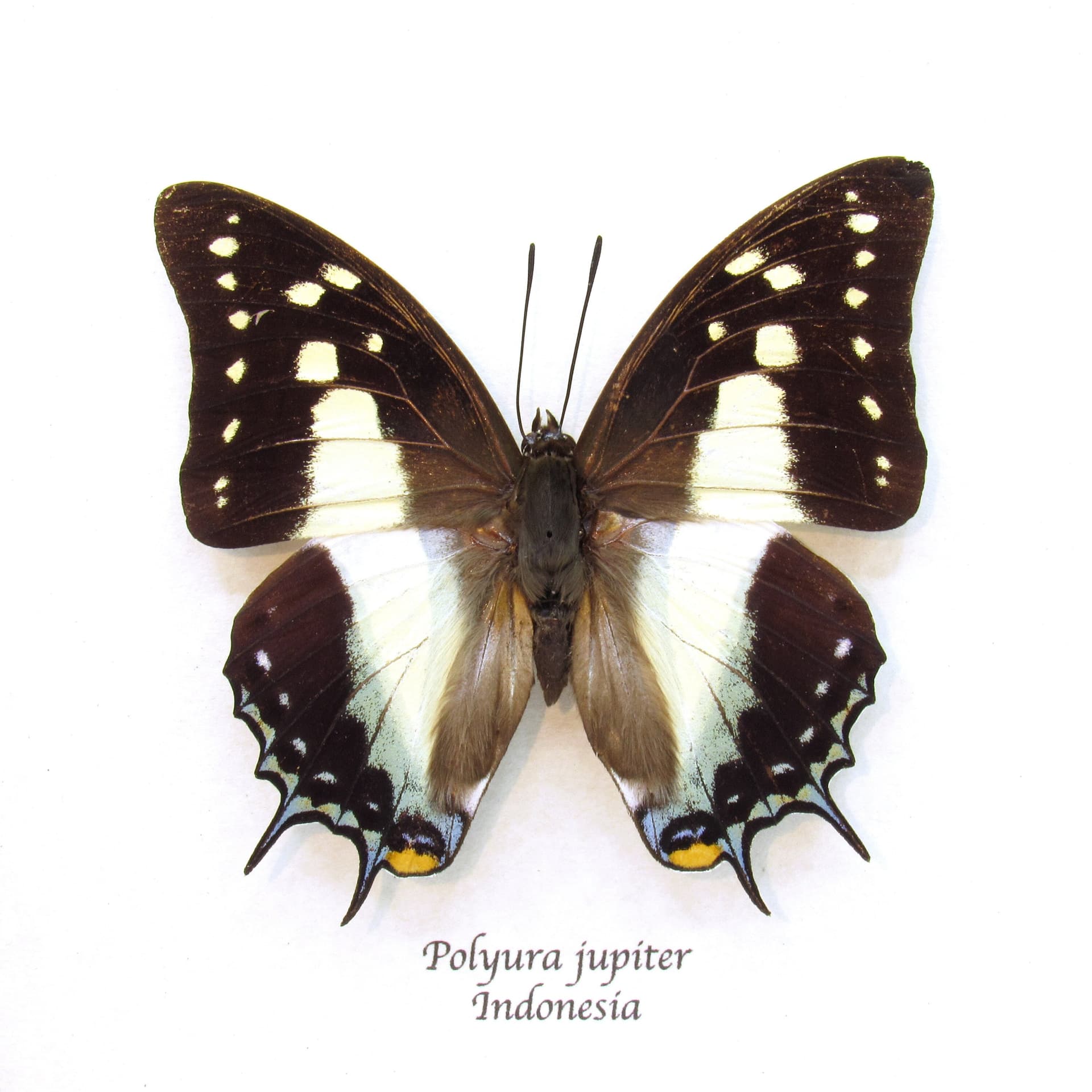 Real framed taxidermy butterfly - Polyura jupiter