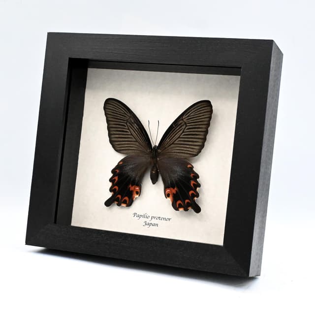 Real Black Spangle Swallowtail butterfly framed taxidermy - Papilio protenor - extra red